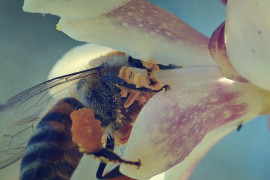 An image of a bee collecting pollen