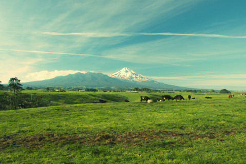 An image of a milk farm in New Zealand