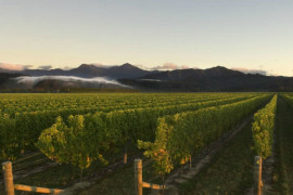 An image of vines growing wine for sauvignon blanc